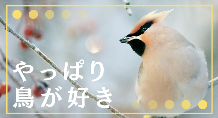 やっぱり鳥が好き